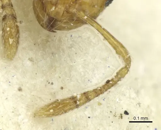 Monomorium termitobium specimen CASENT0010882 image casent0010882_3