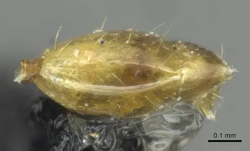Monomorium termitobium specimen CASENT0010882 image casent0010882_4