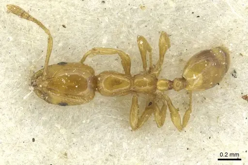 Monomorium termitobium specimen CASENT0010891 image casent0010891_1