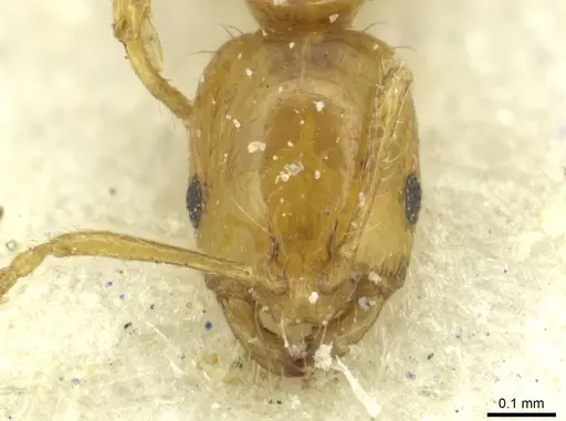 Monomorium termitobium specimen CASENT0010891 image casent0010891_2