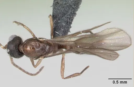 Monomorium termitobium specimen CASENT0049558 image casent0049558_1