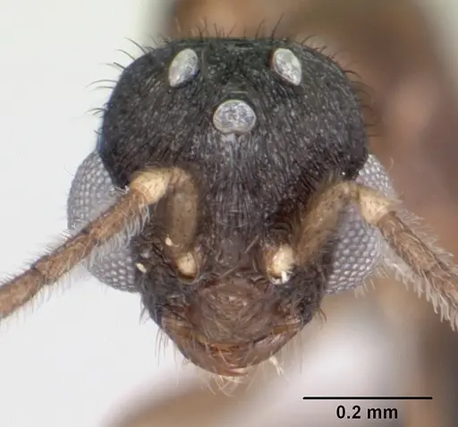 Monomorium termitobium specimen CASENT0049558 image casent0049558_2