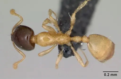 Monomorium termitobium specimen CASENT0052480 image casent0052480_1