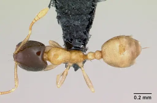 Monomorium termitobium specimen CASENT0076204 image casent0076204_1