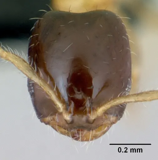Monomorium termitobium specimen CASENT0076204 image casent0076204_2