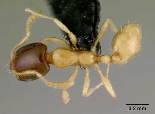 Monomorium termitobium specimen CASENT0078587 image casent0078587_1