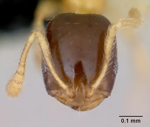 Monomorium termitobium specimen CASENT0078587 image casent0078587_2