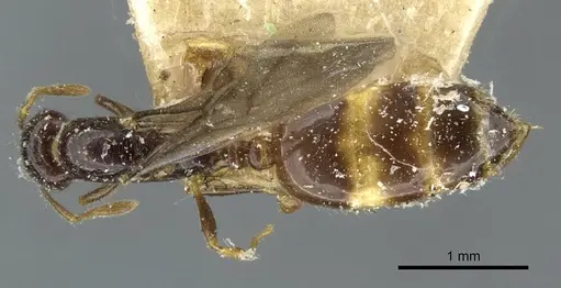 Monomorium termitobium specimen CASENT0101646 image casent0101646_1