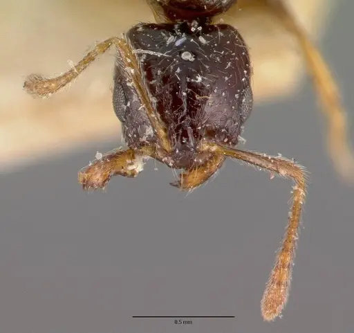 Monomorium termitobium specimen CASENT0101741 image casent0101741_4