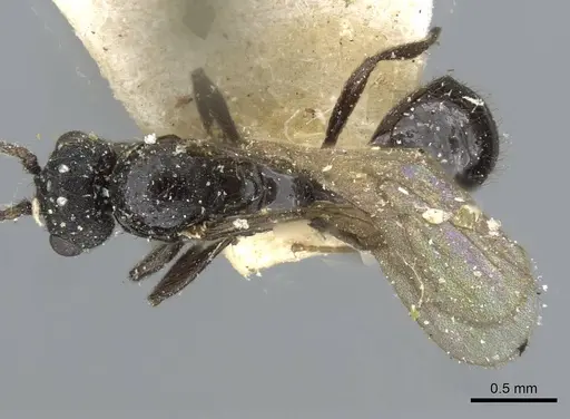 Monomorium termitobium specimen CASENT0101885 image casent0101885_1