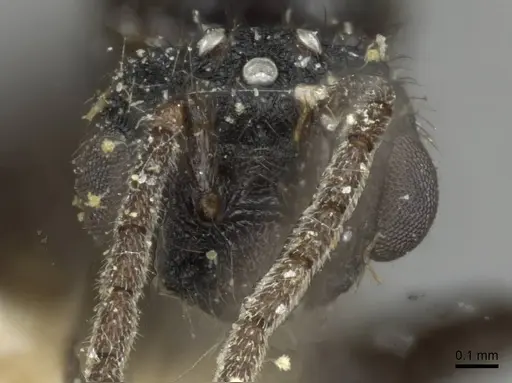 Monomorium termitobium specimen CASENT0101885 image casent0101885_2