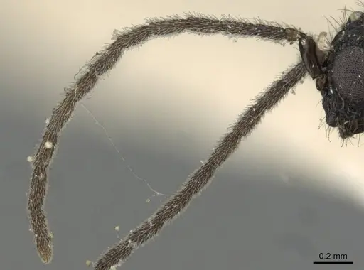 Monomorium termitobium specimen CASENT0101885 image casent0101885_3