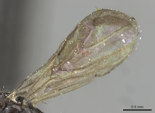 Monomorium termitobium specimen CASENT0101885 image casent0101885_5