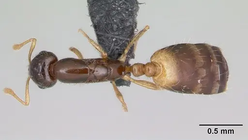 Monomorium termitobium specimen CASENT0107081 image casent0107081_1