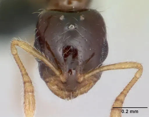 Monomorium termitobium specimen CASENT0107081 image casent0107081_2