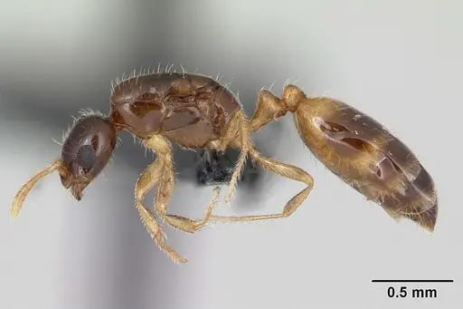 Monomorium termitobium specimen CASENT0107081 image casent0107081_3