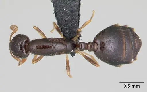 Monomorium termitobium specimen CASENT0109632 image casent0109632_1