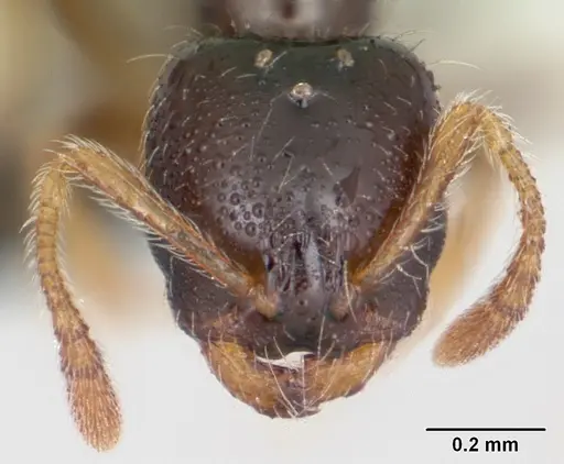Monomorium termitobium specimen CASENT0109632 image casent0109632_2