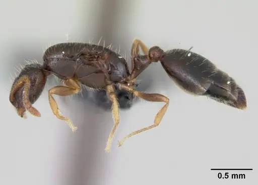 Monomorium termitobium specimen CASENT0109632 image casent0109632_3