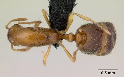 Monomorium termitobium specimen CASENT0132542 image casent0132542_1
