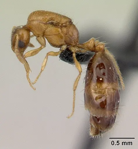 Monomorium termitobium specimen CASENT0132542 image casent0132542_3