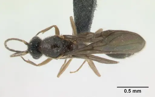 Monomorium termitobium specimen CASENT0133428 image casent0133428_1