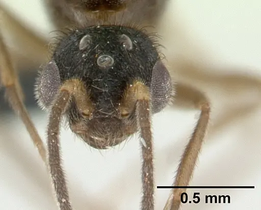 Monomorium termitobium specimen CASENT0133428 image casent0133428_2