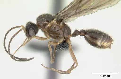 Monomorium termitobium specimen CASENT0133428 image casent0133428_3