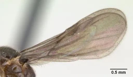 Monomorium termitobium specimen CASENT0133428 image casent0133428_4