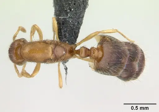 Monomorium termitobium specimen CASENT0133892 image casent0133892_1