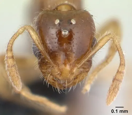 Monomorium termitobium specimen CASENT0133892 image casent0133892_2