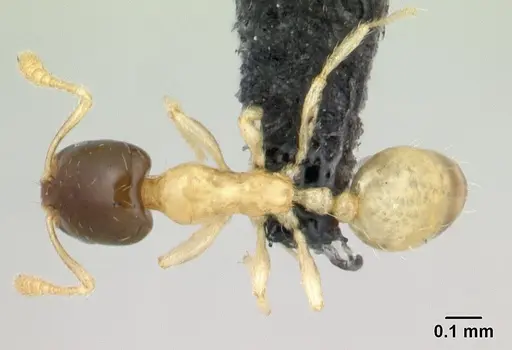 Monomorium termitobium specimen CASENT0134914 image casent0134914_1