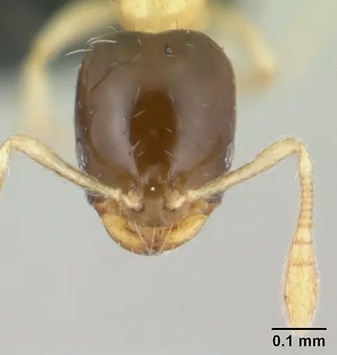 Monomorium termitobium specimen CASENT0134914 image casent0134914_2