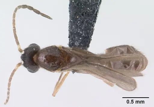 Monomorium termitobium specimen CASENT0135673 image casent0135673_1