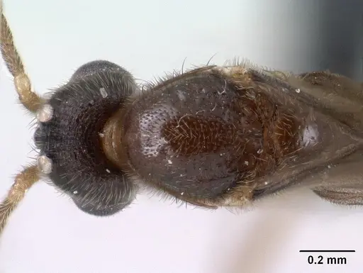 Monomorium termitobium specimen CASENT0135673 image casent0135673_2