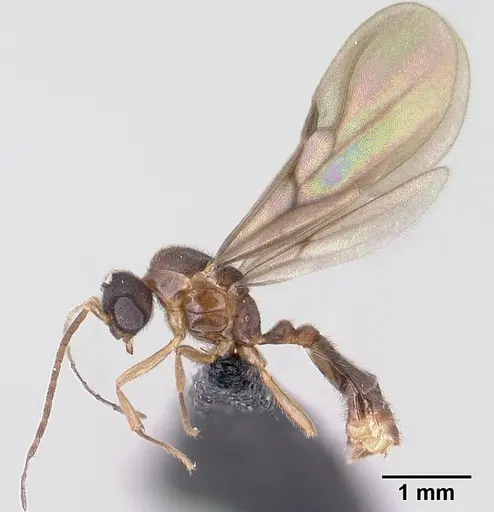 Monomorium termitobium specimen CASENT0135673 image casent0135673_3