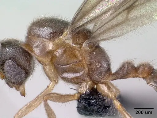 Monomorium termitobium specimen CASENT0135673 image casent0135673_4