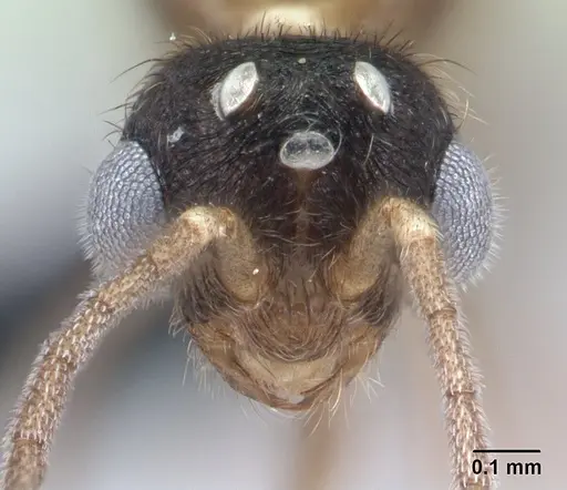 Monomorium termitobium specimen CASENT0135952 image casent0135952_2
