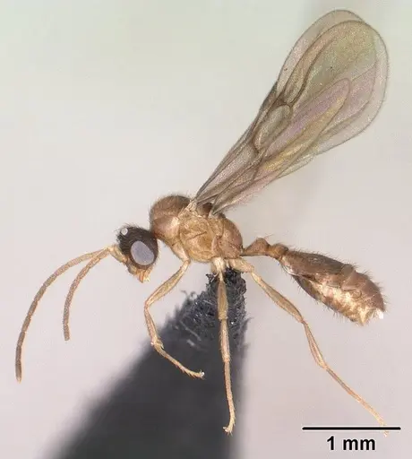 Monomorium termitobium specimen CASENT0135952 image casent0135952_3