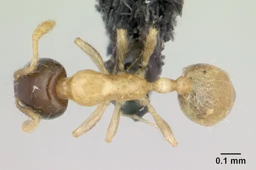 Monomorium termitobium specimen CASENT0136785 image casent0136785_1