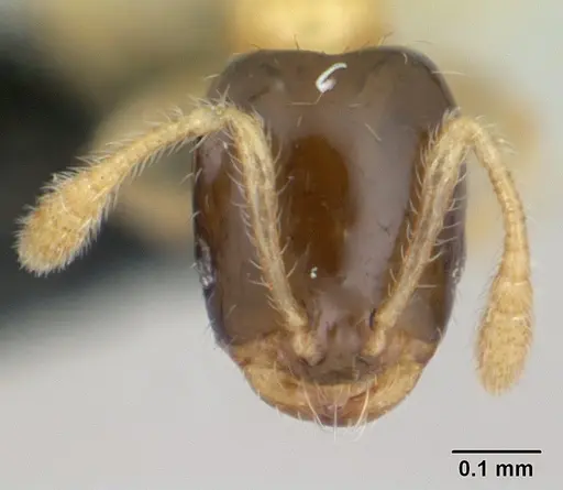 Monomorium termitobium specimen CASENT0136785 image casent0136785_2
