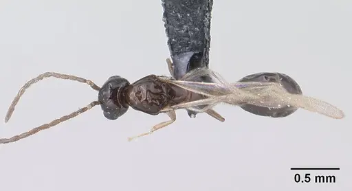 Monomorium termitobium specimen CASENT0138444 image casent0138444_1