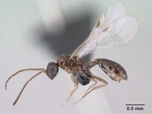 Monomorium termitobium specimen CASENT0138444 image casent0138444_3