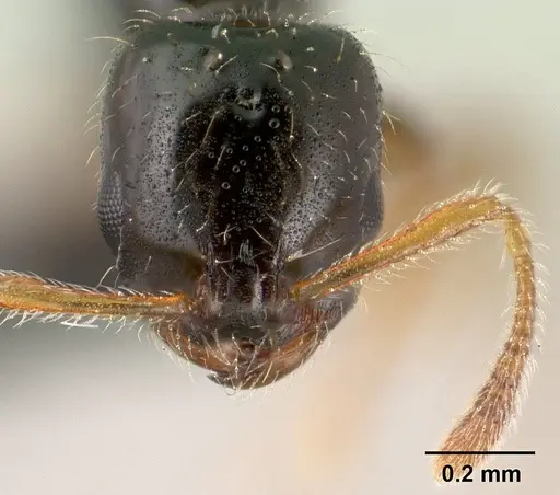 Monomorium termitobium specimen CASENT0138456 image casent0138456_1
