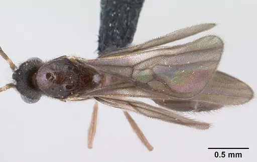 Monomorium termitobium specimen CASENT0138475 image casent0138475_1