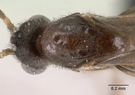 Monomorium termitobium specimen CASENT0138475 image casent0138475_2