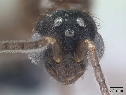 Monomorium termitobium specimen CASENT0138475 image casent0138475_3