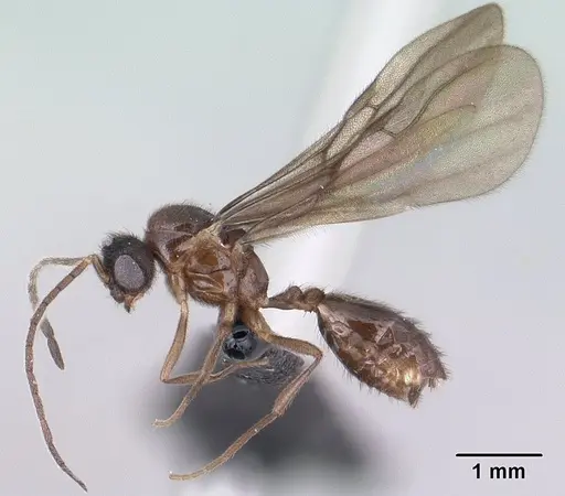 Monomorium termitobium specimen CASENT0138475 image casent0138475_4