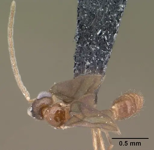 Monomorium termitobium specimen CASENT0138525 image casent0138525_1