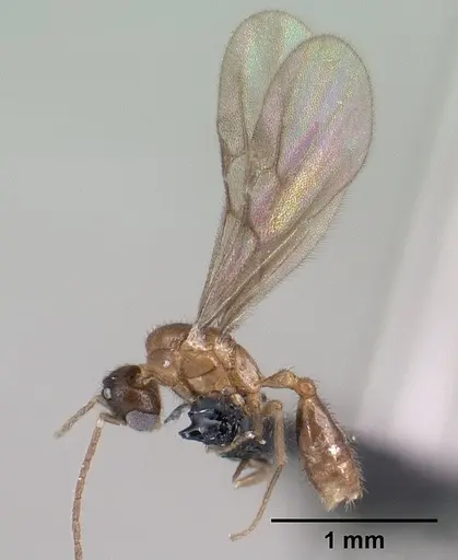 Monomorium termitobium specimen CASENT0138525 image casent0138525_2